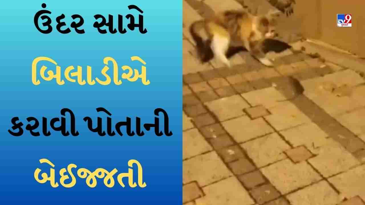 બિલાડી કરાવી બેઈજ્જતી ! નાના ઉંદરથી ડરીને દોડવા થઈ મજબૂર, જુઓ Funny viral video