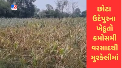 Gujarati Video : છોટા ઉદેપુરના ખેડૂતો કમોસમી વરસાદથી મુશ્કેલીમાં, બાજરી અને મગના પાકને નુકસાન