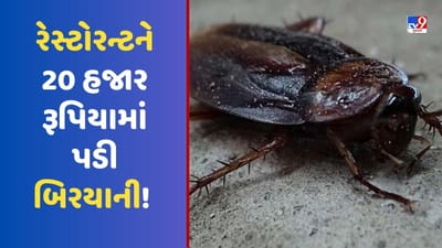 ચિકન બિરયાનીમાંથી નીકળ્યો વંદો, રેસ્ટોરન્ટે આપવા પડ્યા 20,000 રૂપિયા, જાણો સમગ્ર ઘટના