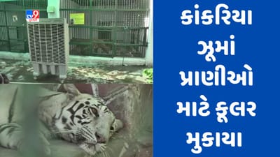 Gujarati video : અમદાવાદમાં 44 ડિગ્રી તાપમાન થતા કાંકરિયા ઝૂના પ્રાણીઓ પણ પરેશાન, પ્રાણીઓને ઠંડક આપવા અનેક પ્રયાસ