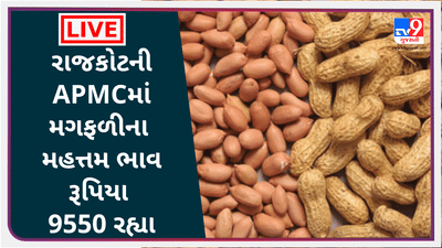 Mandi: રાજકોટની APMCમાં મગફળીના મહત્તમ ભાવ રૂપિયા 9550 રહ્યા, જાણો જુદા-જુદા પાકના ભાવ