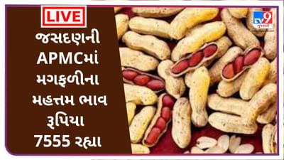 Mandi : જસદણની APMCમાં મગફળીના મહત્તમ ભાવ રૂપિયા 7555 રહ્યા, જાણો જુદા-જુદા પાકના ભાવ