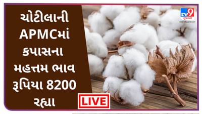 Mandi : ચોટીલાની APMCમાં કપાસના મહત્તમ ભાવ રૂપિયા 8200 રહ્યા, જાણો જુદા-જુદા પાકના ભાવ
