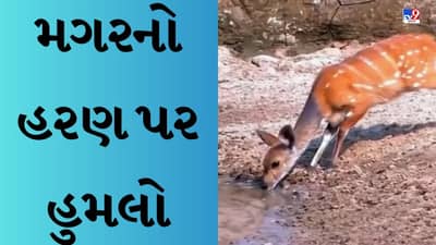 Animal Viral Video : ખતરનાક મગરે કર્યો મગજનો ઉપયોગ, પરંતુ હરણનો શિકાર ન કરી શક્યો
