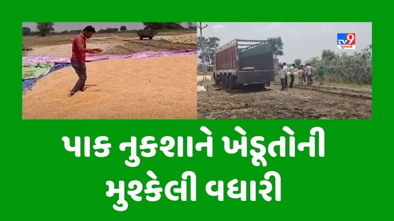 Vadodara : ડભોઈમાં કમોસમી વરસાદથી પાકને નુકસાન, ખેડૂતોની મુશ્કેલીમાં વધારો