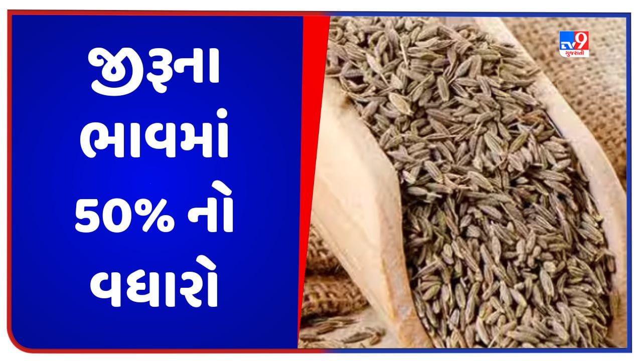 Cumin Price: ચીનમાં માગ વધવાને કારણે ભારતમાં જીરું મોંઘું થયું, થોડા મહિનામાં ભાવમાં 50%નો થયો વધારો