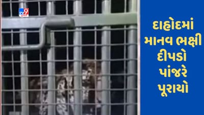 Gujarati Video : દાહોદમાં લીમખેડાના પાડા ગામે આતંક મચાવનારો માનવભક્ષી દીપડો પાંજરે પૂરાયો