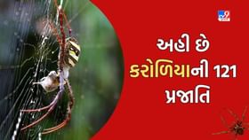 Dang : જળ, જંગલ, જમીન પર કરોળિયાની અનેક પ્રજાતિ હોય છે, પરંતુ અહીં જોવા મળે છે કરોળિયાની 121 પ્રજાતિ Dang : જળ, જંગલ, જમીન પર કરોળિયાની અનેક પ્રજાતિ હોય છે, પરંતુ અહીં જોવા મળે છે કરોળિયાની 121 પ્રજાતિ