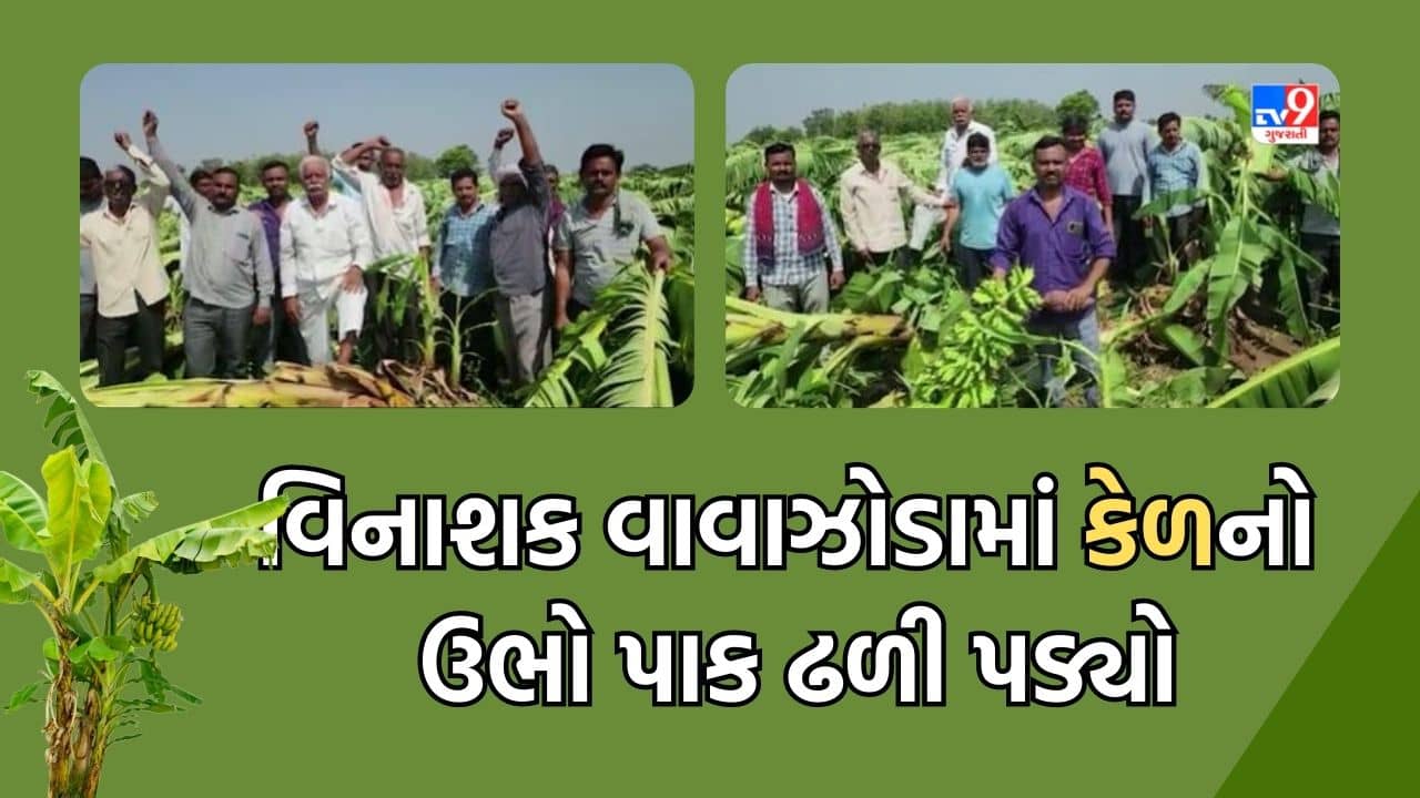 Gujarati Video: ખેડામાં વિનાશક વાવાઝોડામાં ખેતીને ભારે નુકસાન, 300 વીઘામાં કેળનો ઉભો પાક વિનાશક વાવાઝોડામાં ઢળી પડ્યો