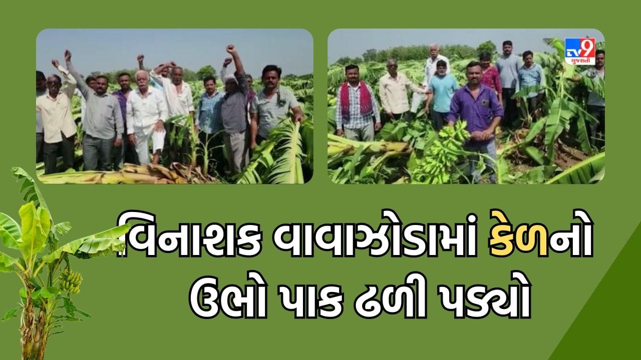 Gujarati Video: ખેડામાં વિનાશક વાવાઝોડામાં ખેતીને ભારે નુકસાન, 300 વીઘામાં કેળનો ઉભો પાક વિનાશક વાવાઝોડામાં ઢળી પડ્યો Gujarati Video: ખેડામાં વિનાશક વાવાઝોડામાં ખેતીને ભારે નુકસાન, 300 વીઘામાં કેળનો ઉભો પાક વિનાશક વાવાઝોડામાં ઢળી પડ્યો
