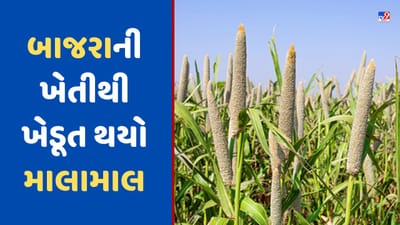 Millets Farming : બાજરાની ખેતીથી ખેડૂત થયો માલામાલ, માત્ર 2 એકરમાંથી કરી લાખોની કમાણી