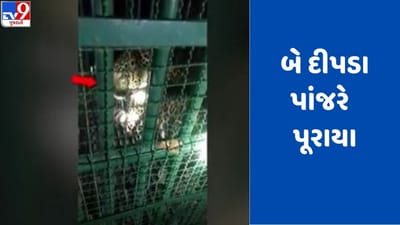 Gujarati Video: લોકો પર હુમલો કરનારા 2 દીપડા પાંજરે પૂરાયા, હજુ 1 દીપડાને પૂરવા વન વિભાગની સઘન કામગીરી, જુઓ Video Gujarati Video: લોકો પર હુમલો કરનારા 2 દીપડા પાંજરે પૂરાયા, હજુ 1 દીપડાને પૂરવા વન વિભાગની સઘન કામગીરી, જુઓ Video