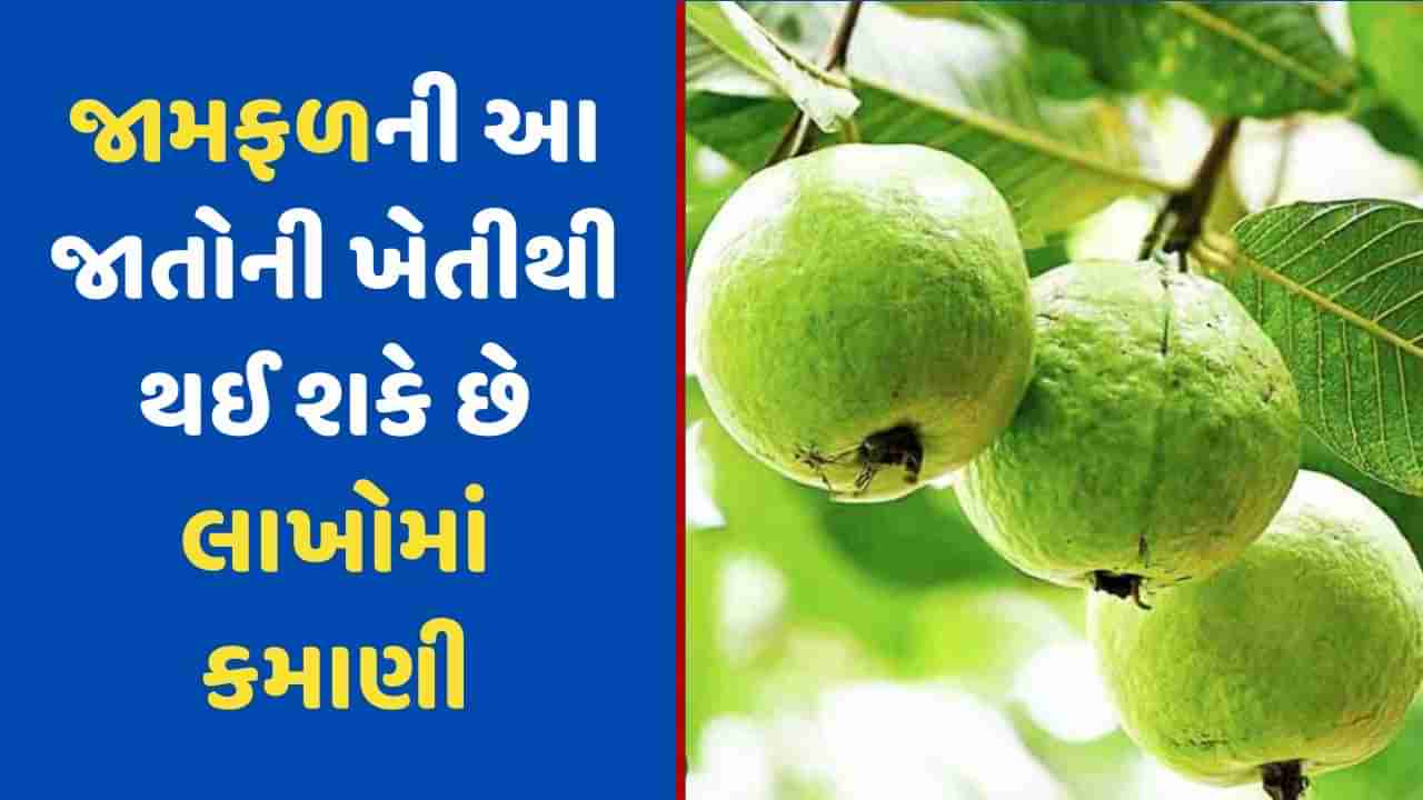 Guava Farming: જામફળની આ જાતોની કરો ખેતી, એક વર્ષમાં આ રીતે કરી શકો છો 24 લાખની કમાણી