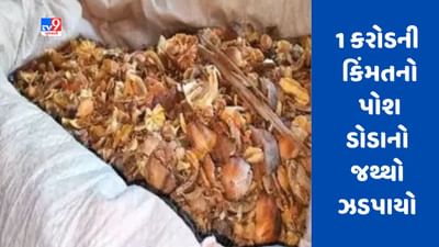 Breaking News : ગુજરાતમાંથી 1 કરોડની કિંમતનો 4,433 કિલો પોશ ડોડાનો જથ્થો ઝડપાયો