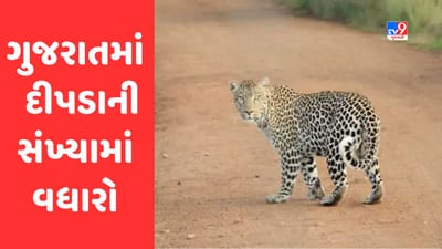 Gujarat માં સિંહ બાદ હવે દીપડાની સંખ્યામાં પણ વધારો, 6 વર્ષમાં વસ્તી 50 ટકા વધવાનો અંદાજ
