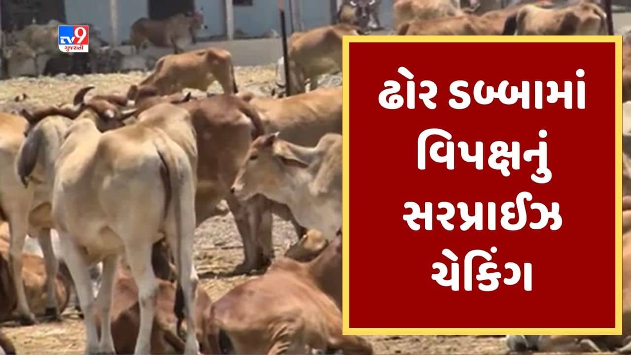 Gujarati Video: જામનગરમાં તંત્રના ઢોર ડબ્બામાં વિપક્ષે કર્યુ સરપ્રાઈઝ ચેકિંગ, રોજ 2 પશુના મોત થતા હોવાનો કર્યો આક્ષેપ