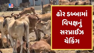 Gujarati Video: જામનગરમાં તંત્રના ઢોર ડબ્બામાં વિપક્ષે કર્યુ સરપ્રાઈઝ ચેકિંગ, રોજ 2 પશુના મોત થતા હોવાનો કર્યો આક્ષેપ Gujarati Video: જામનગરમાં તંત્રના ઢોર ડબ્બામાં વિપક્ષે કર્યુ સરપ્રાઈઝ ચેકિંગ, રોજ 2 પશુના મોત થતા હોવાનો કર્યો આક્ષેપ