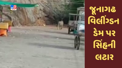 Junagadh : વિલીંગ્ડન ડેમ નજીક સિંહની લટાર મારતો Video સામે આવ્યો, વન વિભાગનો સ્ટાફ સતર્ક