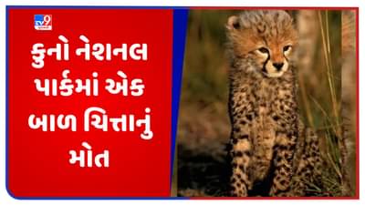 Dying Cheetahs in Kuno: કુનો નેશનલ પાર્કમાં એક બાળ ચિત્તાનું મોત, અત્યાર સુધીમાં ચાર ચિત્તાના થયા મોત