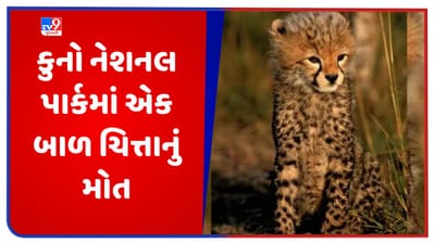 Dying Cheetahs in Kuno: કુનો નેશનલ પાર્કમાં એક બાળ ચિત્તાનું મોત, અત્યાર સુધીમાં ચાર ચિત્તાના થયા મોત