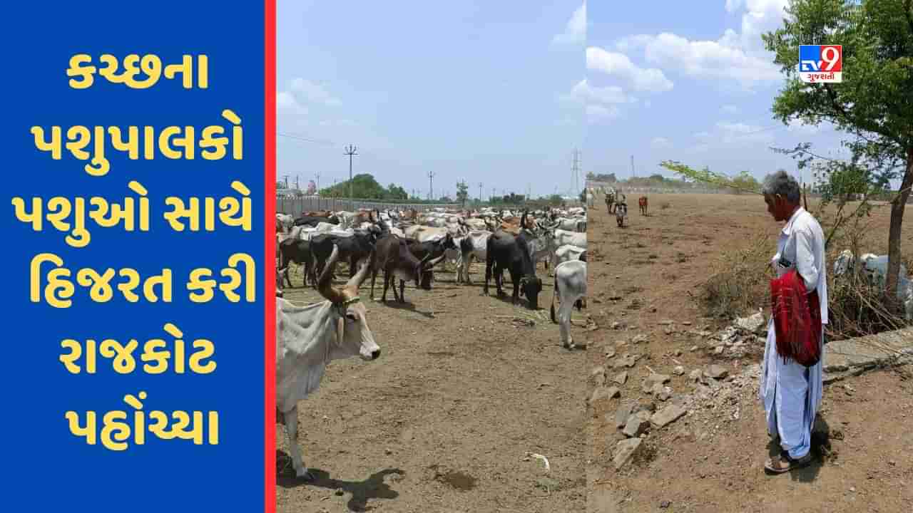 Rajkot: ગરમીમાં ઘાસચારો અને પાણી ન મળતા કચ્છના પશુપાલકો પશુઓ સાથે હિજરત કરી રાજકોટ પહોંચ્યા