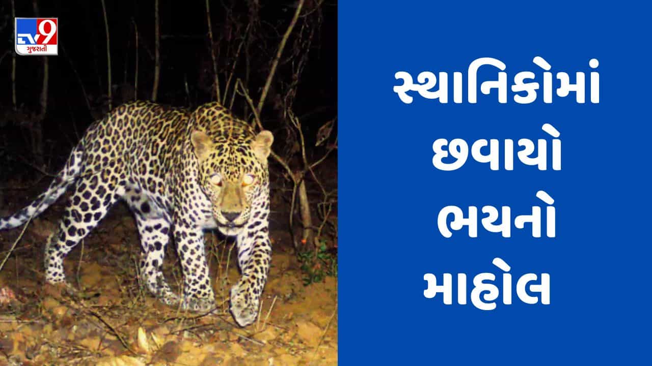 Gujarati Video : પંચમહાલના ડાંગરી ગામના રહેણાંક વિસ્તારમાં જોવા મળ્યો દીપડો, સ્થાનિકોમાં ભયનો માહોલ