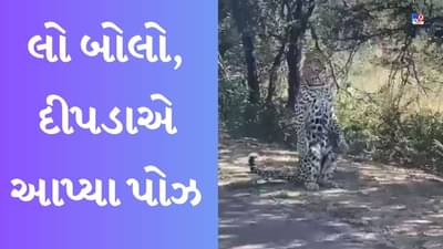 Leopard Video : કેમેરા જોઈને દીપડાએ આ રીતે પોઝ આપવાનું શરૂ કર્યું, લોકોએ કહ્યું- આ કોઈ સેલિબ્રિટીથી ઓછો નથી