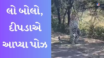 Leopard Video : કેમેરા જોઈને દીપડાએ આ રીતે પોઝ આપવાનું શરૂ કર્યું, લોકોએ કહ્યું- આ કોઈ સેલિબ્રિટીથી ઓછો નથી