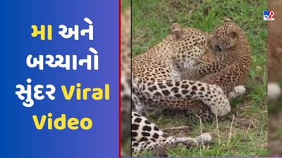દીપડા અને બચ્ચા વચ્ચેના નિર્દોષ પ્રેમે લોકોના દીલ જીત્યા, લોકોએ કહ્યું - પ્રકૃતિ અદ્ભુત છે, જુઓ Viral Video