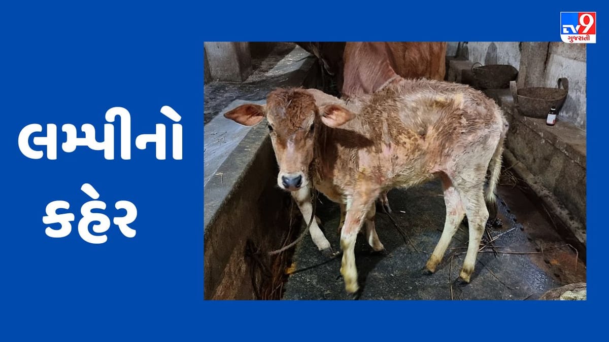 Lumpy Virus : મહારાષ્ટ્રના આ જિલ્લામાં લમ્પી વાયરસનો કહેર, 90 દિવસમાં 145 પશુઓના મોત Lumpy Virus : મહારાષ્ટ્રના આ જિલ્લામાં લમ્પી વાયરસનો કહેર, 90 દિવસમાં 145 પશુઓના મોત