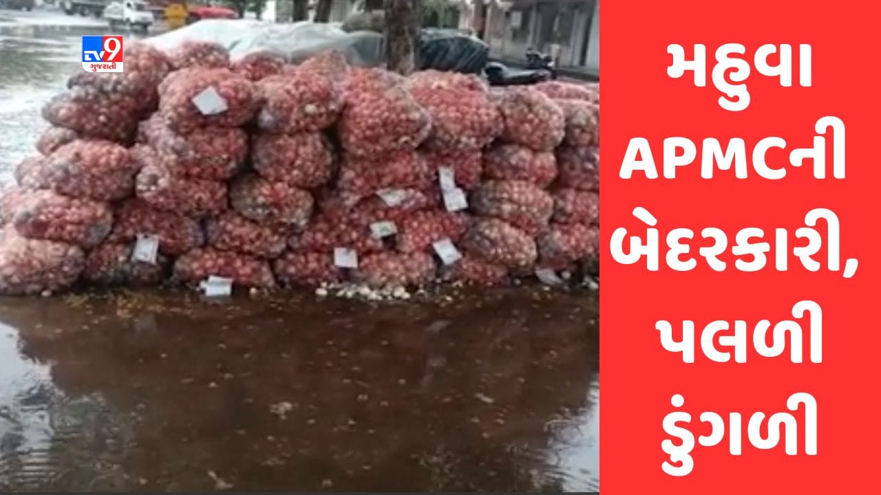 Gujarati Video: ભાવનગરમાં કમોસમી વરસાદથી ખેડૂતોને પારવાર નુકસાન, મહુવા APMCમાં મોટા પ્રમાણમાં પલળી ડુંગળી Gujarati Video: ભાવનગરમાં કમોસમી વરસાદથી ખેડૂતોને પારવાર નુકસાન, મહુવા APMCમાં મોટા પ્રમાણમાં પલળી ડુંગળી