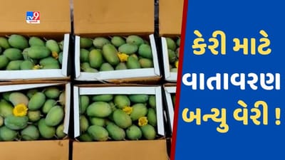 Bhavnagar ના બજારોમાં હાલ કેસર કેરીનું ધૂમ વેચાણ, ઉત્પાદન ઓછું હોવાથી ખેડૂતોને મળ્યા સારા ભાવ