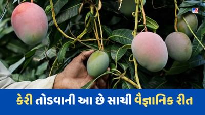 Mango Farming: આંબા પરથી કેરી તોડવાની આ છે સાચી વૈજ્ઞાનિક રીત, નહીં થાય ફળનો બગાડ