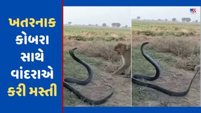 અસલી વાનરવૃતિ કોને કહેવાય, આ વીડિયો જોઈ સમજાઈ જશે, જુઓ Viral Video