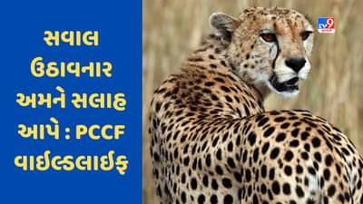 Cheetah Death : અડધાથી વધુ ચિત્તા એક વર્ષ સુધી પણ જીવિત રહે તો મોટી વાત ગણાશે: વાઇલ્ડ લાઇફ એડમિનિસ્ટ્રેશન