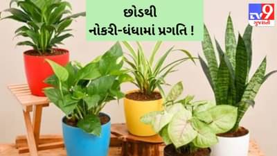 નોકરી અને ધંધામાં પ્રગતિની પ્રાપ્તિ કરાવશે આ 6 છોડ ! જાણો છોડ કેવી રીતે બદલશે તમારું ભાગ્ય ?