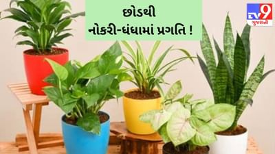 નોકરી અને ધંધામાં પ્રગતિની પ્રાપ્તિ કરાવશે આ 6 છોડ ! જાણો છોડ કેવી રીતે બદલશે તમારું ભાગ્ય ?