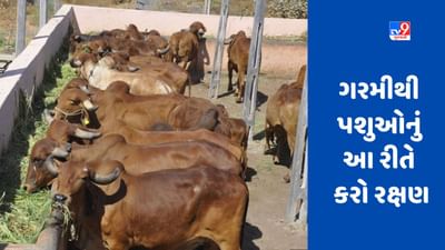 કાળઝાળ ગરમીથી પશુઓને બચાવવા આ ઉપાય કરો, દૂધ ઉત્પાદન વધશે