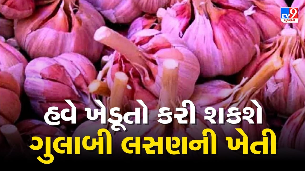 Pink Garlic: હવે ખેડૂતો કરી શકશે ગુલાબી લસણની ખેતી, વૈજ્ઞાનિકોએ વિકસાવી નવી જાત, જાણો ખાસિયત