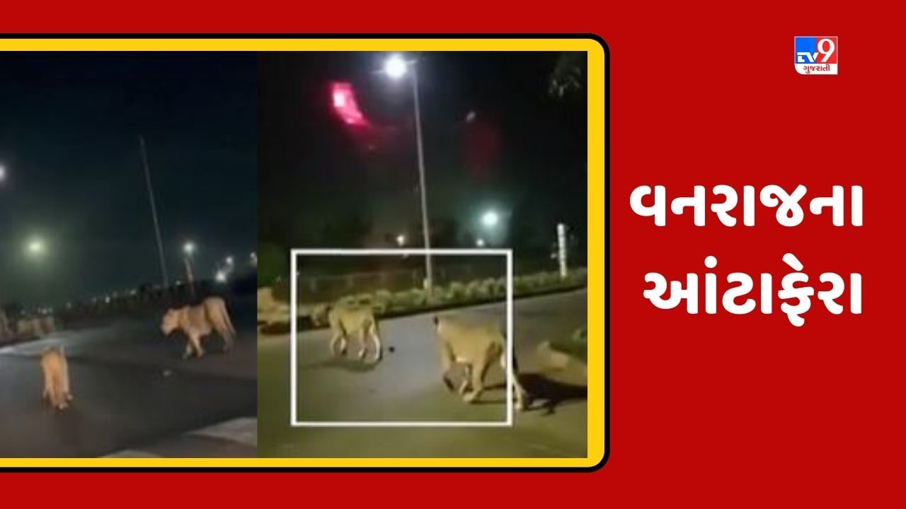 Amreli: પીપાવાવ પોર્ટ પર એક સાથે 5 સાવજો બિંદાસ લટાર મારતા જોવા મળ્યા, જુઓ Video