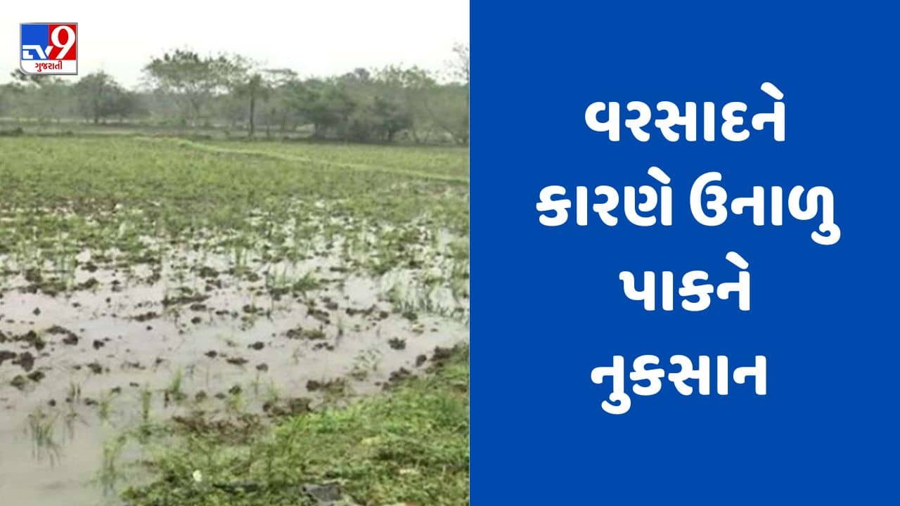 Rajkot : લોધિકા અને આસપાસના ગ્રામ્ય વિસ્તારમાં વરસાદ, તલ અને મગને મોટા પ્રમાણમાં નુકસાન થવાની ભીતી, જુઓ Video