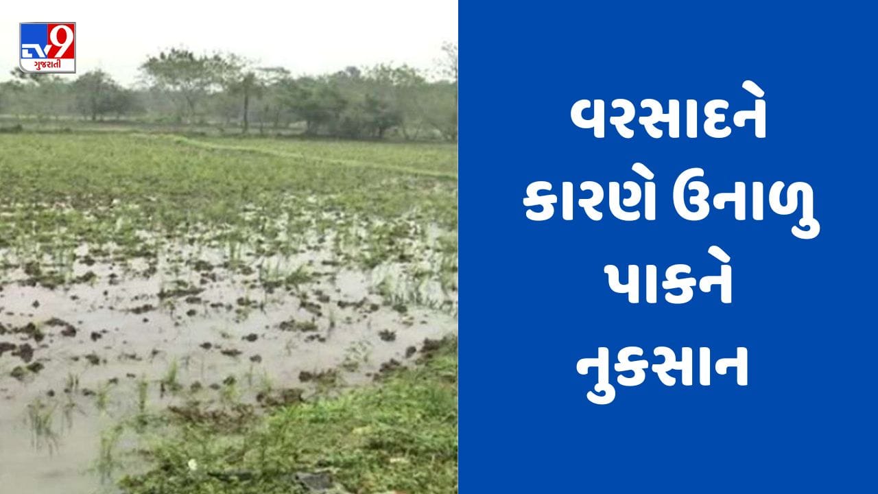 Rajkot : લોધિકા અને આસપાસના ગ્રામ્ય વિસ્તારમાં વરસાદ, તલ અને મગને મોટા પ્રમાણમાં નુકસાન થવાની ભીતી, જુઓ Video Rajkot : લોધિકા અને આસપાસના ગ્રામ્ય વિસ્તારમાં વરસાદ, તલ અને મગને મોટા પ્રમાણમાં નુકસાન થવાની ભીતી, જુઓ Video
