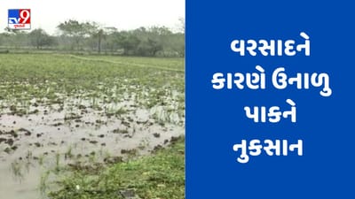 Rajkot : લોધિકા અને આસપાસના ગ્રામ્ય વિસ્તારમાં વરસાદ, તલ અને મગને મોટા પ્રમાણમાં નુકસાન થવાની ભીતી, જુઓ Video