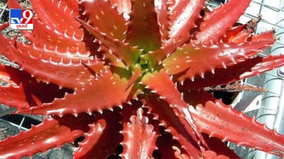 Red Aloe Vera Benefits : મોટાભાગના દરેકના ઘરમાં તમને એલોવેરા સરળતાથી મળી જશે. તમે લીલા રંગનો એલોવેરા તો જોયો જ હશે, પરંતુ શું તમે જાણો છો કે લાલ રંગનું એલોવેરા પણ છે. હા, લાલ રંગનો એલોવેરાનો છોડ સ્વાસ્થ્ય માટે ખૂબ જ ફાયદાકારક છે. કેટલાક કિસ્સાઓમાં તે લીલા કુંવારપાઠું કરતાં વધુ ફાયદાકારક સાબિત થાય છે. જાણો શું છે લાલ એલોવેરાના ફાયદા.
