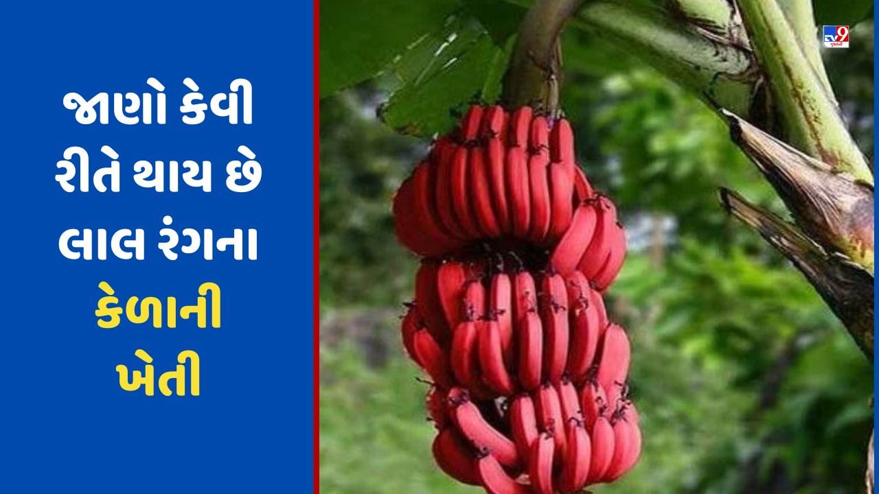 Red Banana: શું તમે ક્યારેય લાલ કેળું ખાધું છે? જાણો કેવી રીતે થાય છે તેની ખેતી