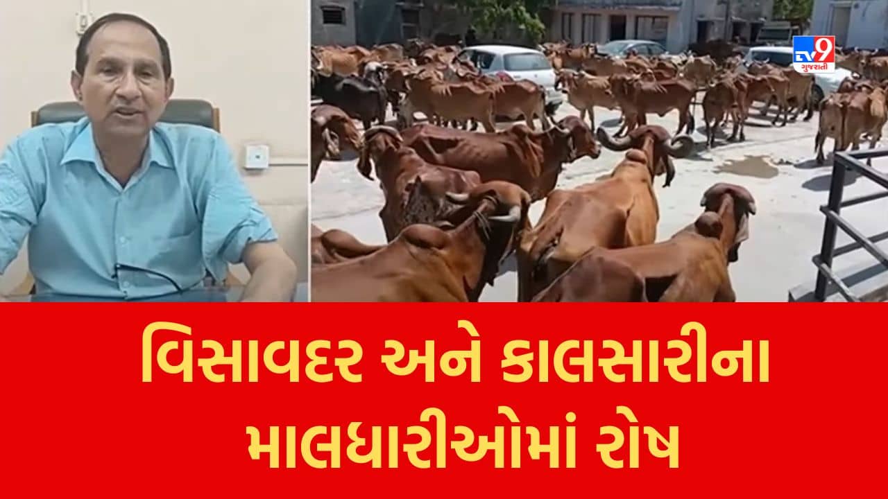 Gujarati Video : જૂનાગઢમાં વિસાવદર અને કાલસારીના માલધારીઓમાં રોષ, 80 જેટલા પશુ લઇ મામલતદાર કચેરીએ પહોંચ્યા