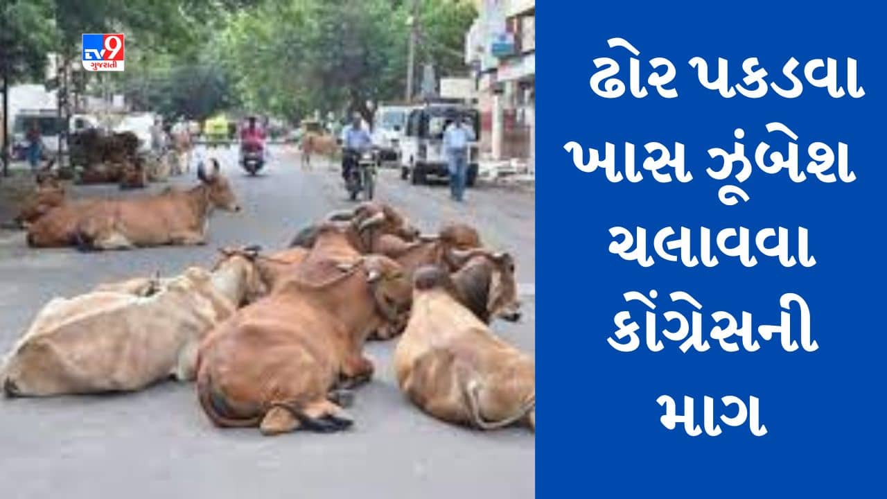 Gujarati video : ગાંધીધામમાં રખડતા ઢોરની અડફેટે બે મહિનામાં બેનાં મોત, ઢોર પકડવા ખાસ ઝૂંબેશ ચલાવવા કોંગ્રેસની માગ