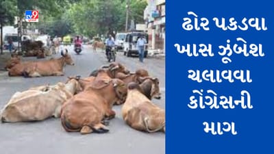 Gujarati video : ગાંધીધામમાં રખડતા ઢોરની અડફેટે બે મહિનામાં બેનાં મોત, ઢોર પકડવા ખાસ ઝૂંબેશ ચલાવવા કોંગ્રેસની માગ