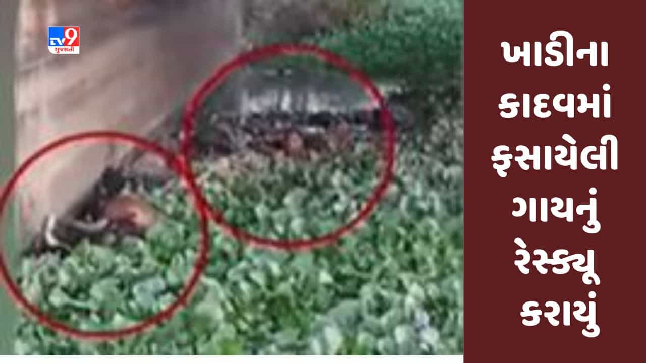 Gujarati Video : સુરતના કામરેજના પાસોદરા પાટિયા પાસે ખાડીના કાદવમાં ફસાયેલી ગાયનું રેસ્ક્યૂ કરાયું