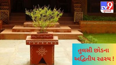 ઘરમાં શા માટે રાખવામાં આવે છે તુલસીનો છોડ ? તમે આજ સુધી નહીં જાણ્યા હોય તુલસીજીના આ રહસ્ય !
